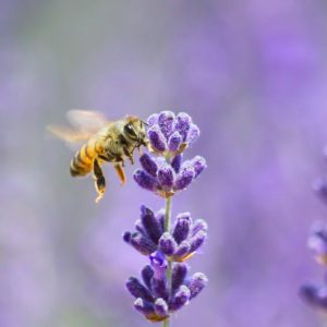Honeybee next to flower